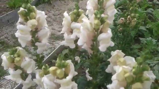 осенний полет шмеля смотреть онлайн