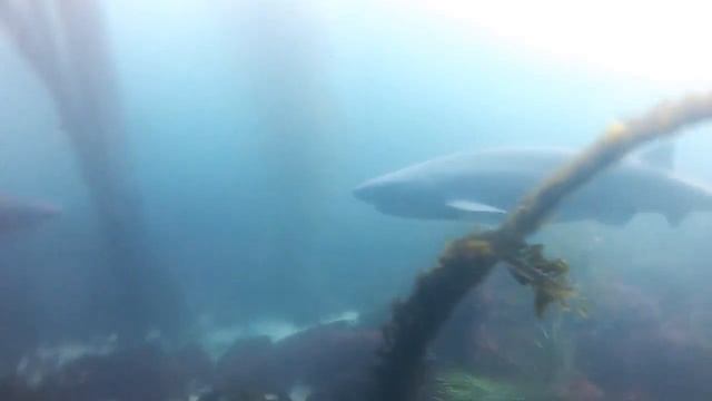 7 Gill Sharks La Jolla Cove San Diego смотреть онлайн