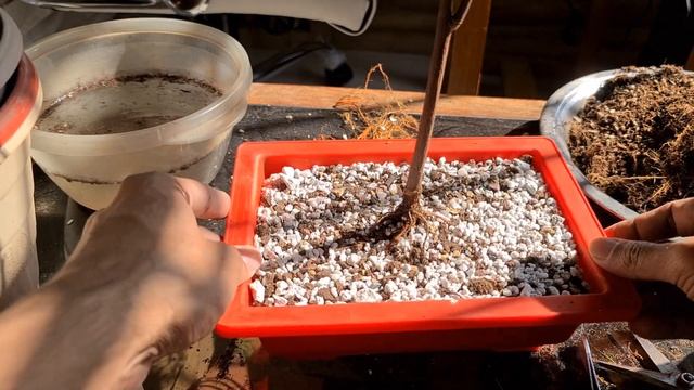 Jackfruit - Training Bonsai From Seed - Year 1-3 смотреть онлайн