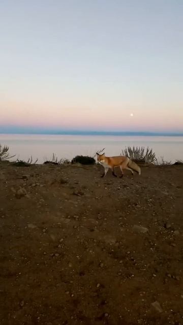 Лиса на Хобое