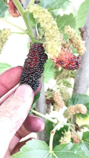 大桑椹果子large mulberry fruit fruta смотреть онлайн