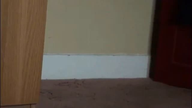 Супер Смешные Животные!!! Super Funny Animals !!! смотреть онлайн