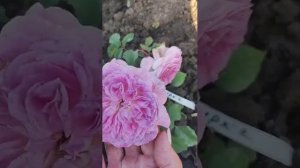 Роза Кирке 🌹Япония 🌹#розы #цветение#сад #ЦАРСТВОРОЗ