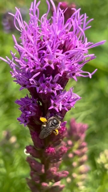 A bee on Blazing Star (Liatris) in my garden - July 2023 смотреть онлайн