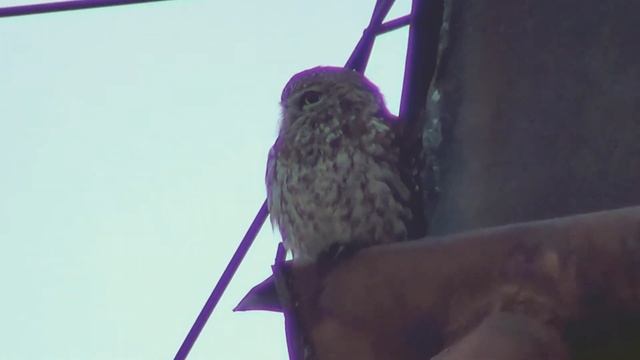 Cucuvea, little owl (Athene noctua) смотреть онлайн