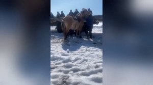 Как объезжают диких лошадей в Якутии