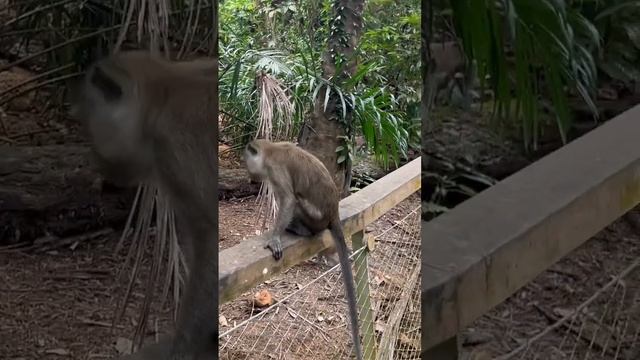 MUST VISIT! Monkeys at Singapore’s Rainforest. An incredible place
