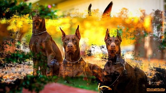 Least Family Friendly Dog Breeds on the Planet || Master Salvador Philozoic смотреть онлайн