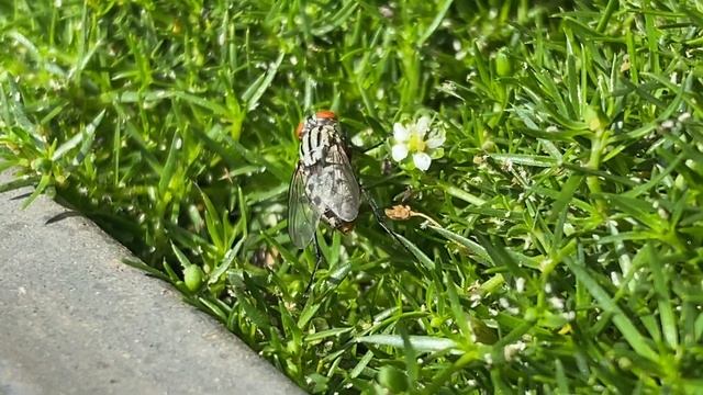Feeding on Aphid honeydew смотреть онлайн