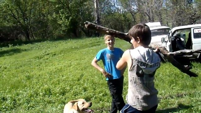 Собака с палкой. смотреть онлайн