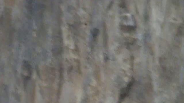 Rotskruiper, Wallcreeper