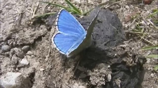 Adonis Blue Butterflies Lysandra bellargus смотреть онлайн