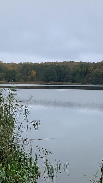 Ястреб ловит рыбу. смотреть онлайн