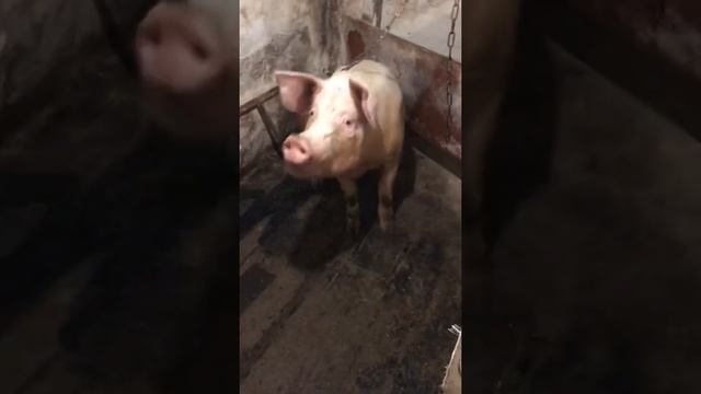 Знакомство ) обзор хозяйства 25.03.2022 смотреть онлайн