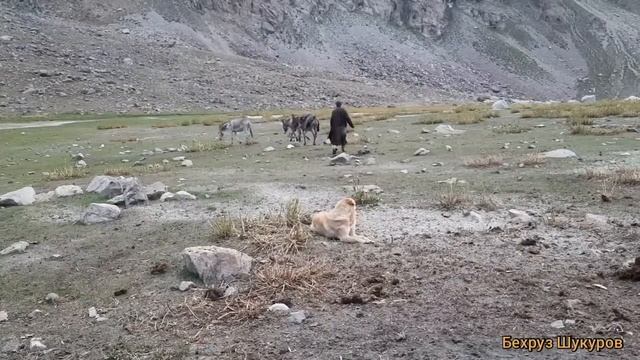 Оши як ба як дар баланди 3000 метр аз садхи бахр искандаркул 😋😋😋😋😋😉🤪 смотреть онлайн