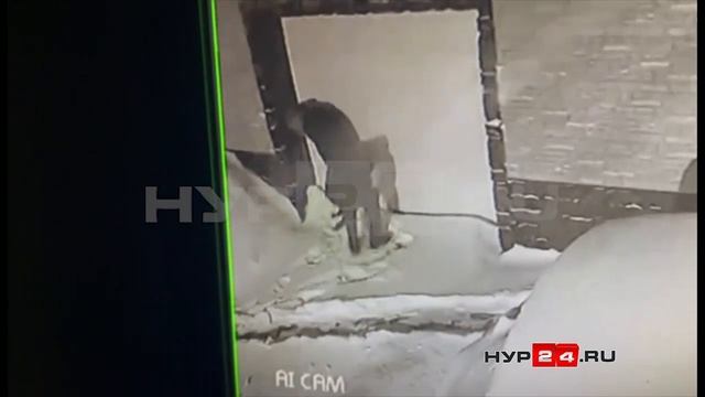 В дачных кооперативах Нового Уренгоя орудуют домушники и снегоходокрады в одном лице