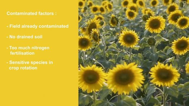 Sclerotinia tolerance by HelioSMART | MAS Seeds смотреть онлайн