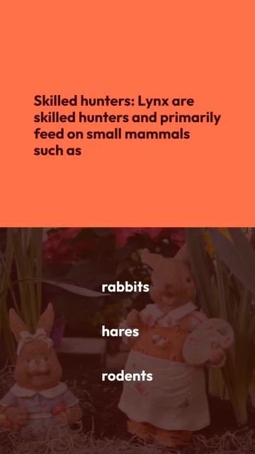 What Are The Characteristics Of A Lynx? Find Answer