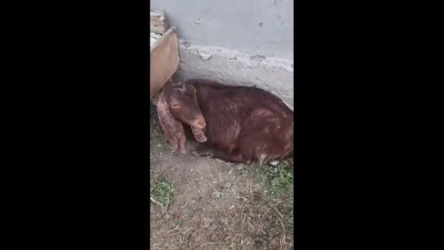срочно Бузхои Покистон фуруши +992 90 215 1717 дар Ш.Хисор смотреть онлайн