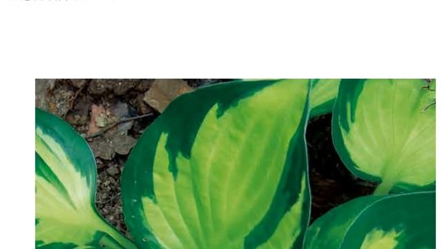Hostas In Korea, 비비추 '모닝 라이트' Hosta ‘Morning Light’
