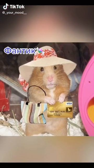 Имена для хомяков смотреть онлайн