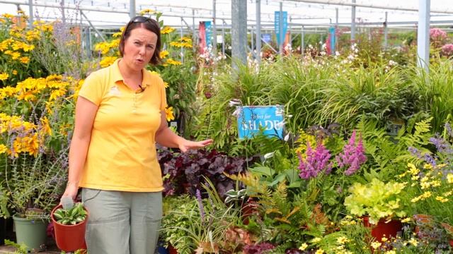 PETITTI Shade Gardening with Perennials смотреть онлайн