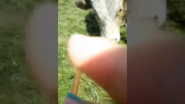 Последний день его , и через 12 минут его зарезали ,мой любимчик бык смотреть онлайн