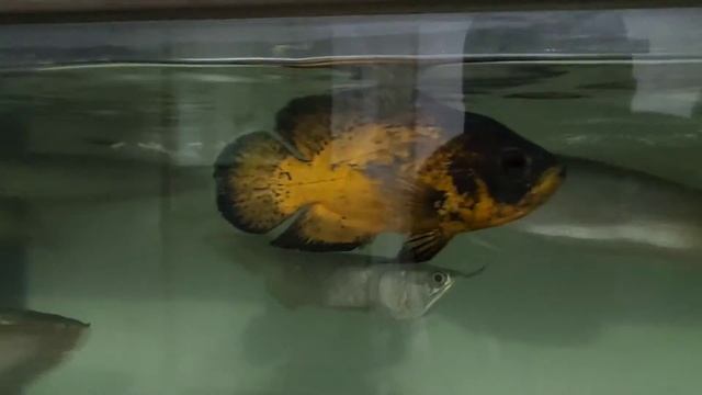 CHEGOU A ARUANÃ DO NOSSO JUMBÃO DE 2 METROS