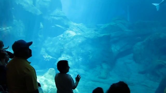 Georgia Aquarium - The Amazing Beluga Whale смотреть онлайн