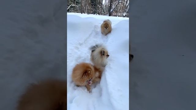 Померанцы на прогулке смотреть онлайн