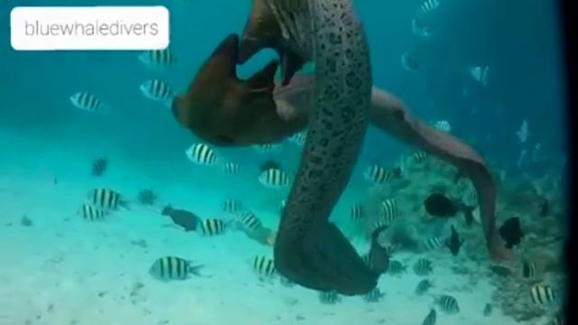 Moray eel #titosdiving Morena #Redsea #hurghada #Egypt هجوم سمكه ثعبان المورينا смотреть онлайн
