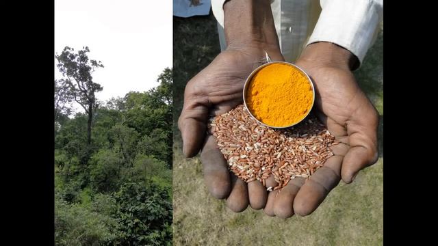 Medicinal Rice P5M Formulations for Exacum Excess: Pankaj Oudhia's Medicinal Plant Database смотреть онлайн