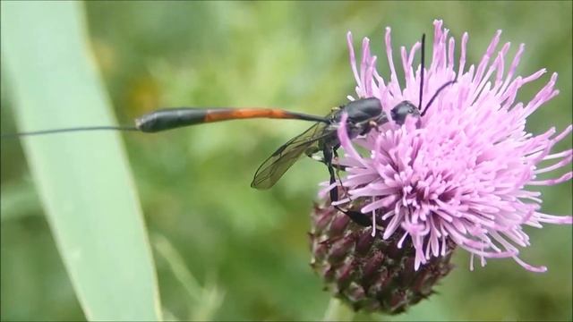 Gasteruption jaculator смотреть онлайн