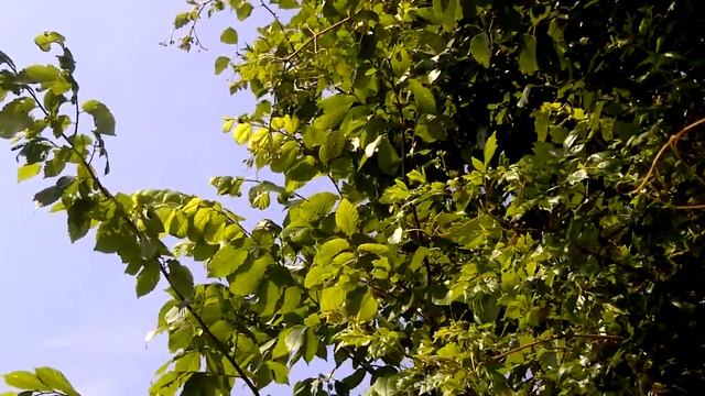 13-year cicada (cassini) synchronizing chorus DeValls Bluff 6-7-15 смотреть онлайн