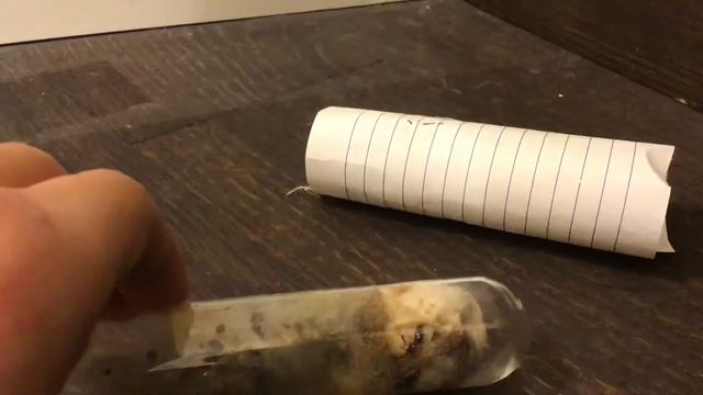 Pavement Ants ( Tetramorium Caespitum ) смотреть онлайн