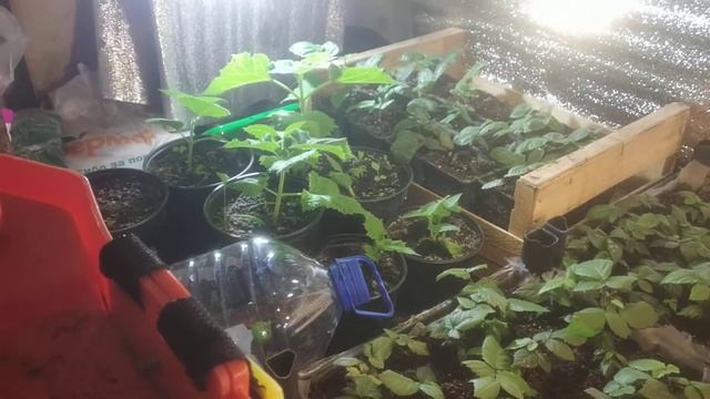 Состояние Павловнии на 24 февраля!!! смотреть онлайн