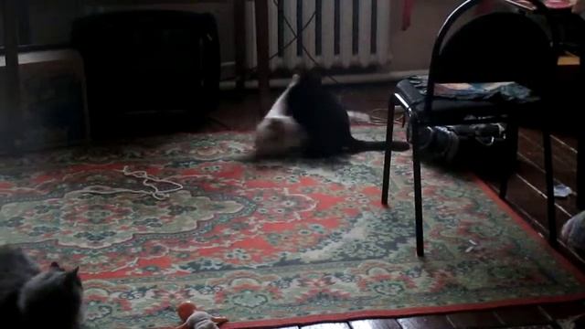 коты дерутся))) смотреть онлайн