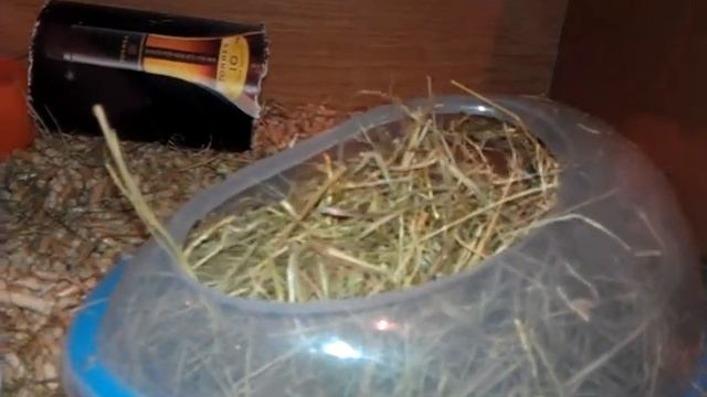 Белка роется в траве смотреть онлайн