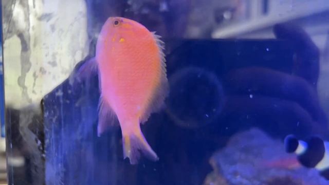 Pink Square Anthias смотреть онлайн