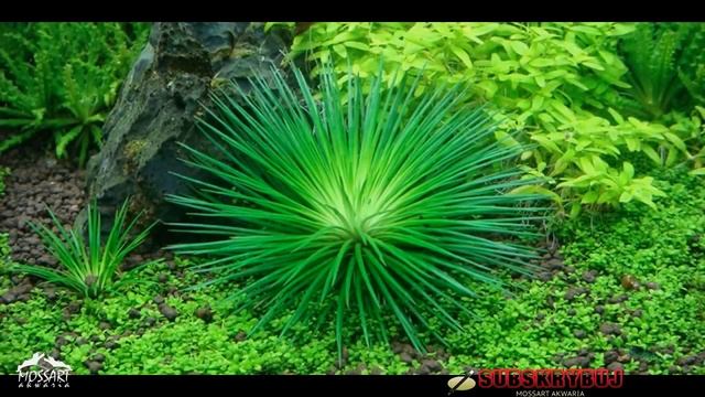 Eriocaulon Polaris смотреть онлайн