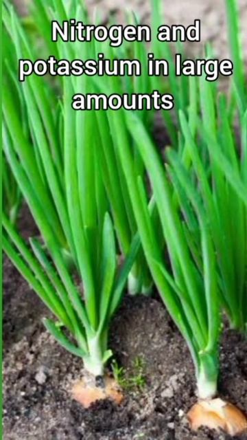 Growing onions is very easy 🧅🤩 #shorts #onion #gardening смотреть онлайн