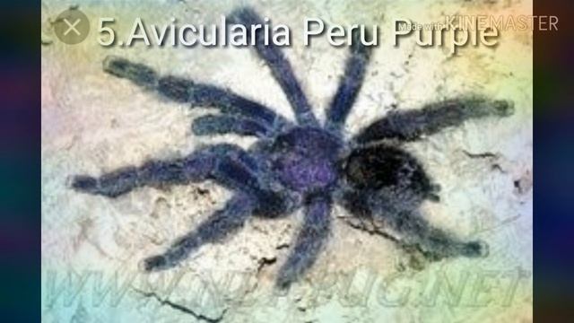 TOP 7 DREAM TARANTULA 😀😀😀 смотреть онлайн