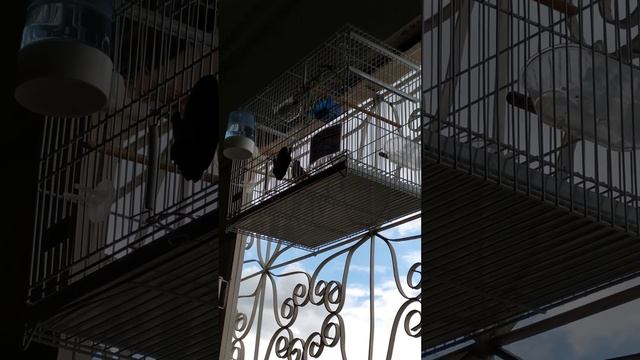 CABOCLINHO CARAMURU смотреть онлайн