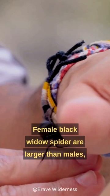 Black Widow -The Killer Queen #shorts #blackwidow #spider #animal #animals #animalfacts #nature