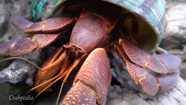 Kelomang Coenobita Brevimanus dengan Cangkang Turbo imperialis | Relaxing Video | Crabpedia смотреть онлайн