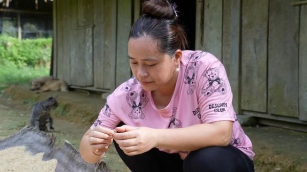 Ly Thi Ca Is 3 Months Pregnant - Harvest Rice & Cooking