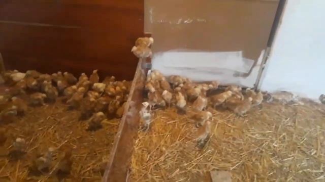 Підрощені курчата. Купуємо з розумом.