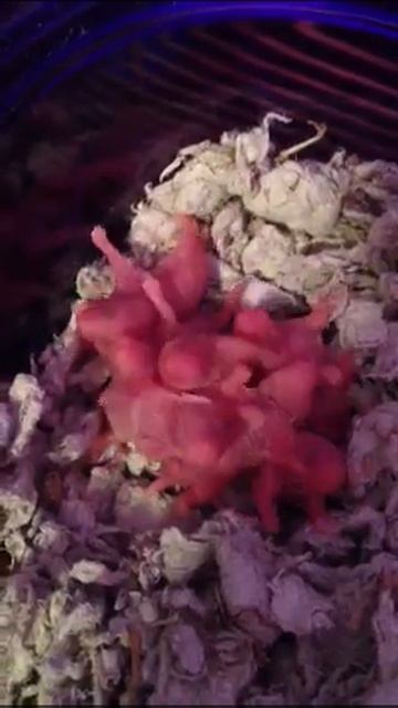 Newborn Hamsters смотреть онлайн