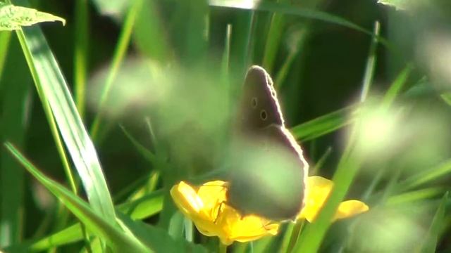 Tesmaperhonen ( Aphantopus hyperantus ) смотреть онлайн