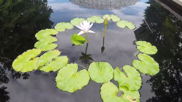 Nymphaea 'Blink' Water Lily Time Lapse смотреть онлайн